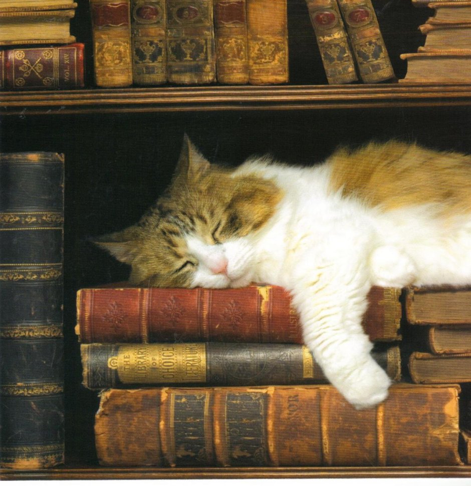 Кот спит на книгах
