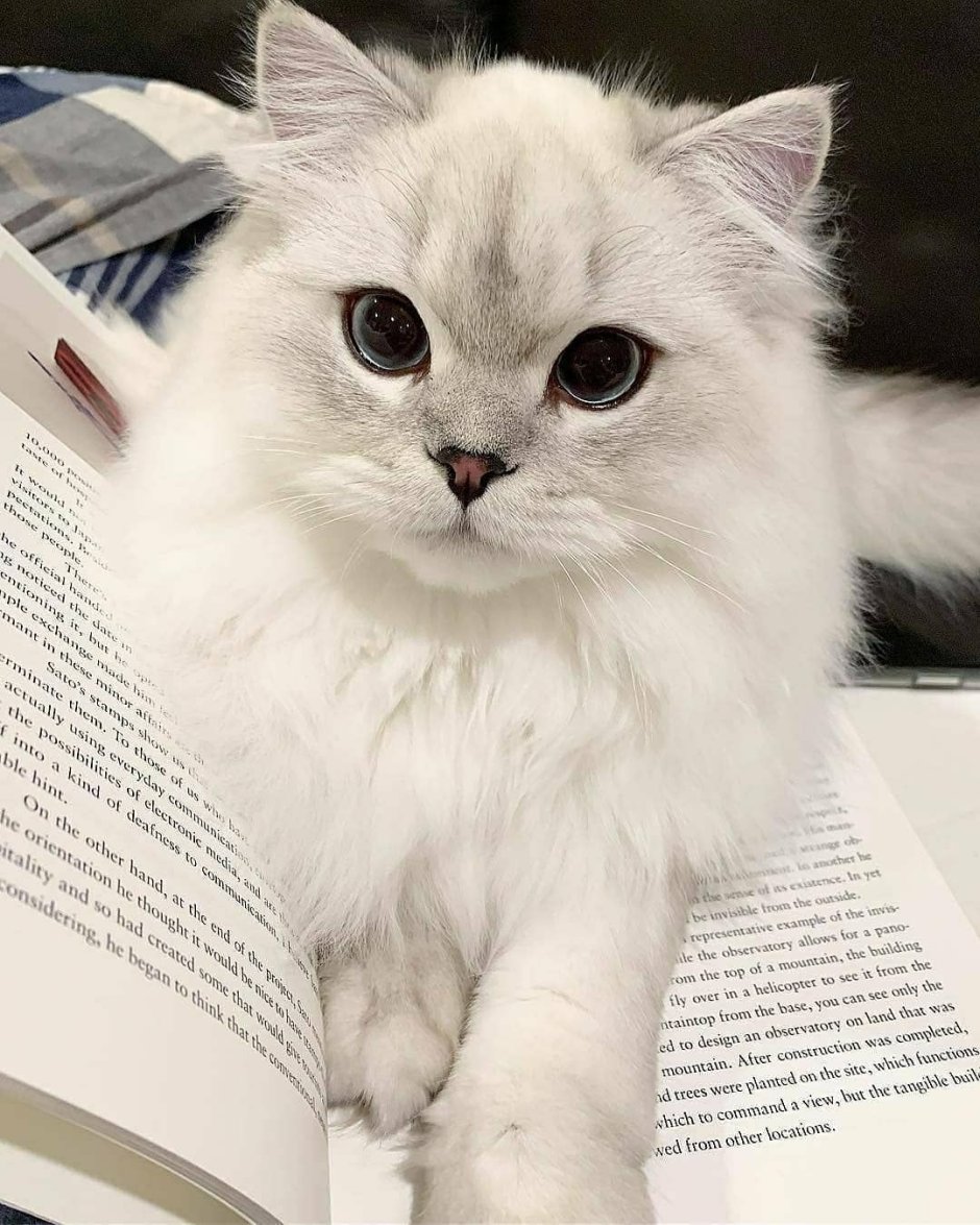 Кошечка мяу