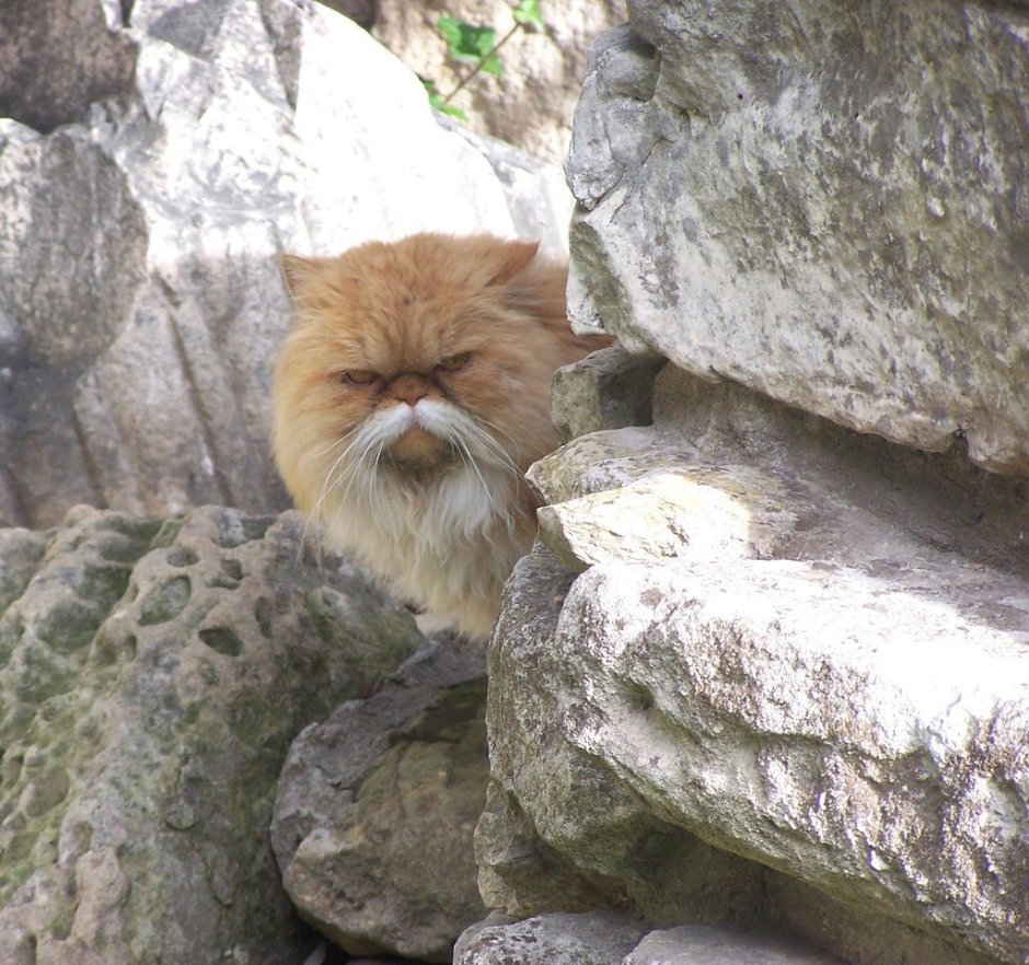 Кот мудрец