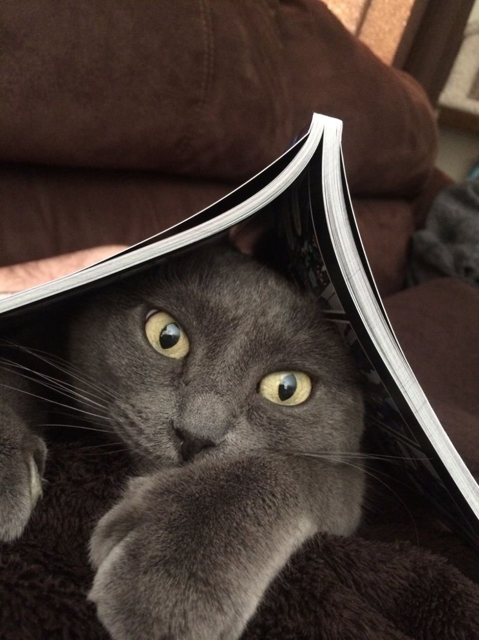 Красивый умный котик