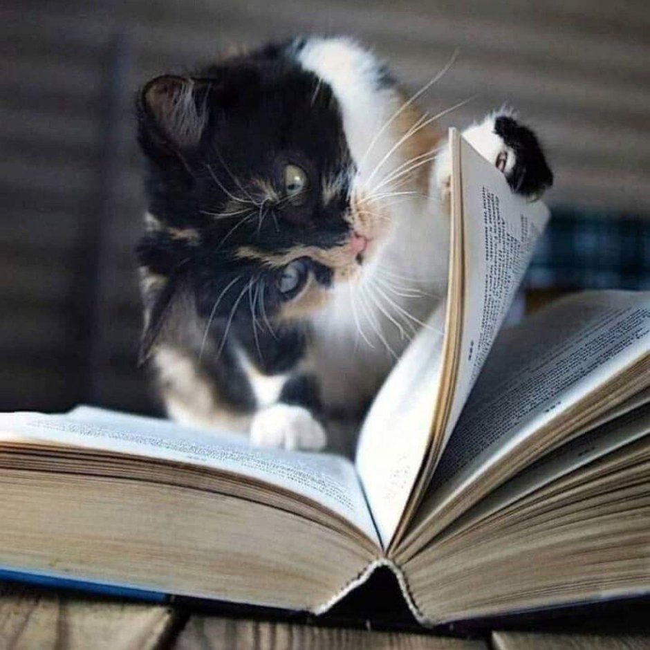 Книги про кошек