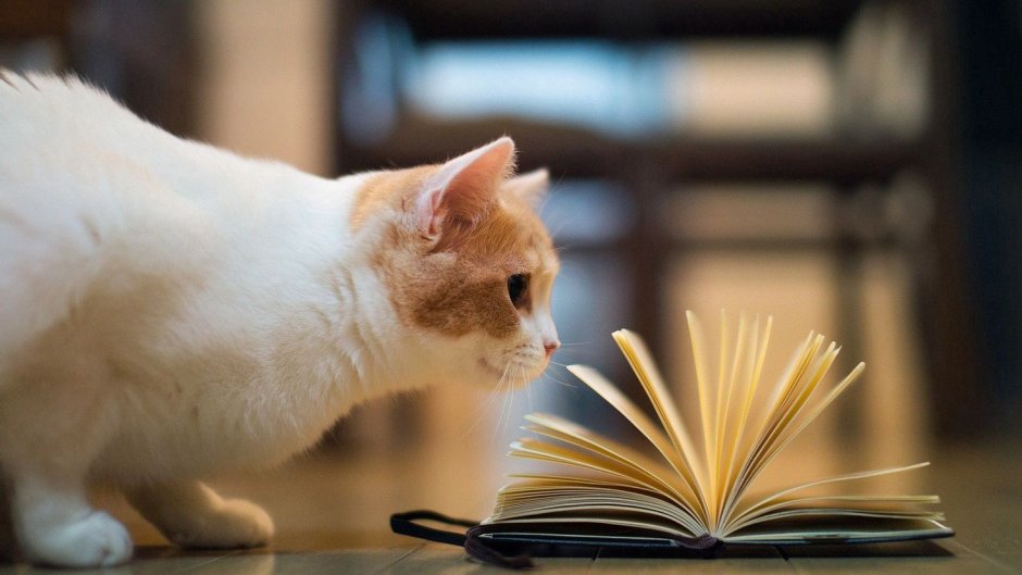 Книга котик
