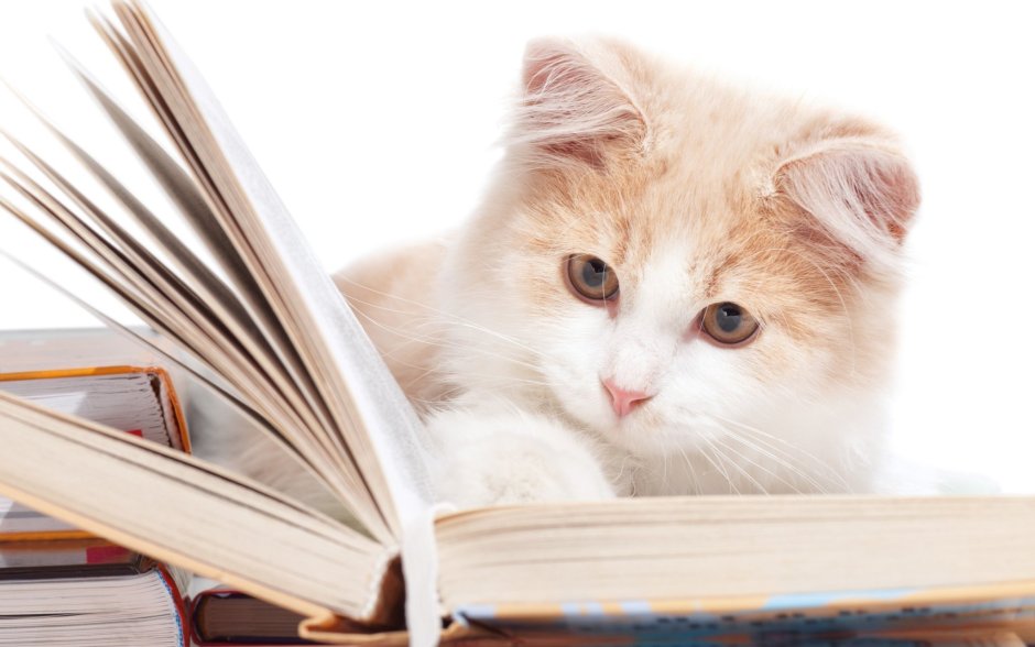 Кошка с книжкой