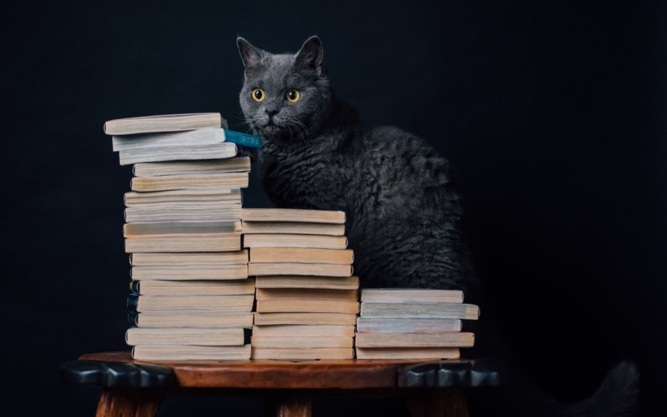 Кот с книгой