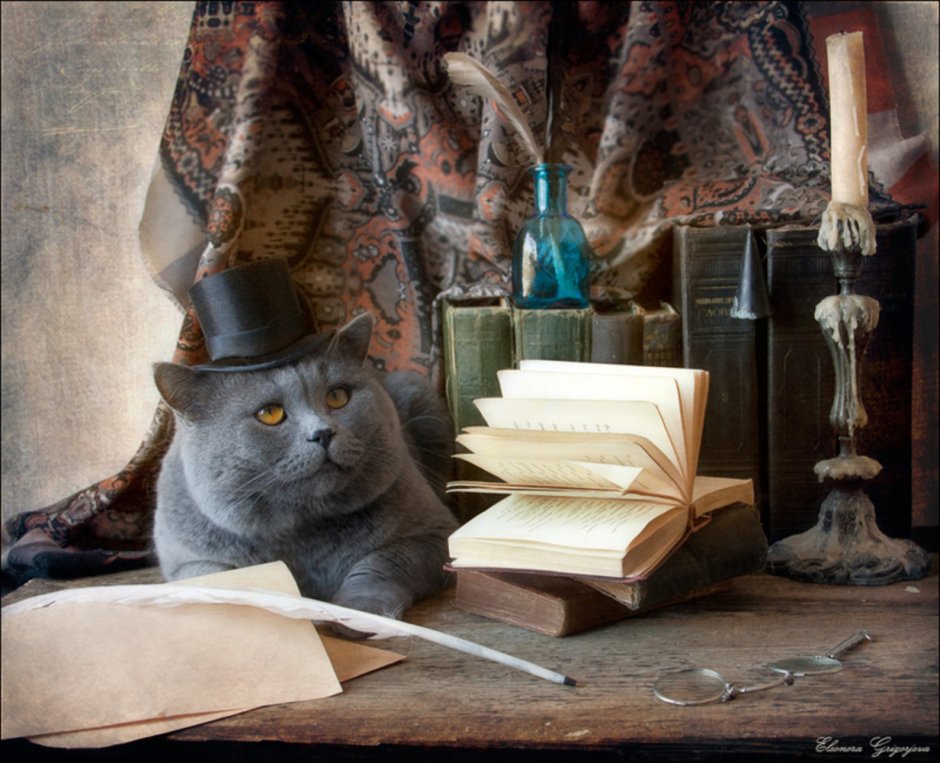 Кот с книжкой
