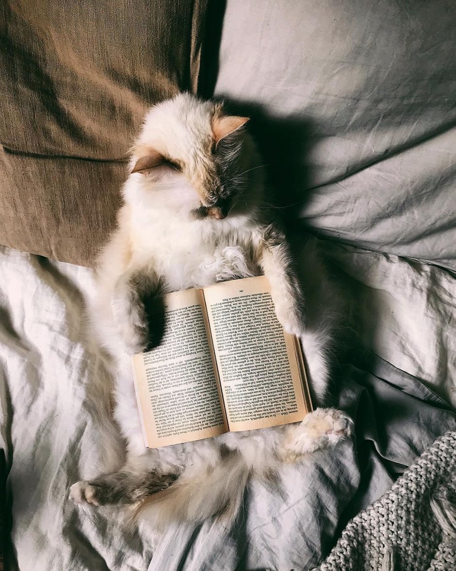 Котик с книжкой