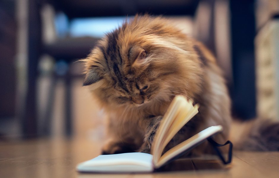 Котик с книжкой