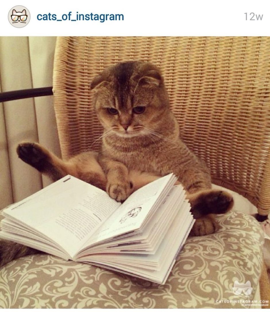 Котик с книжкой