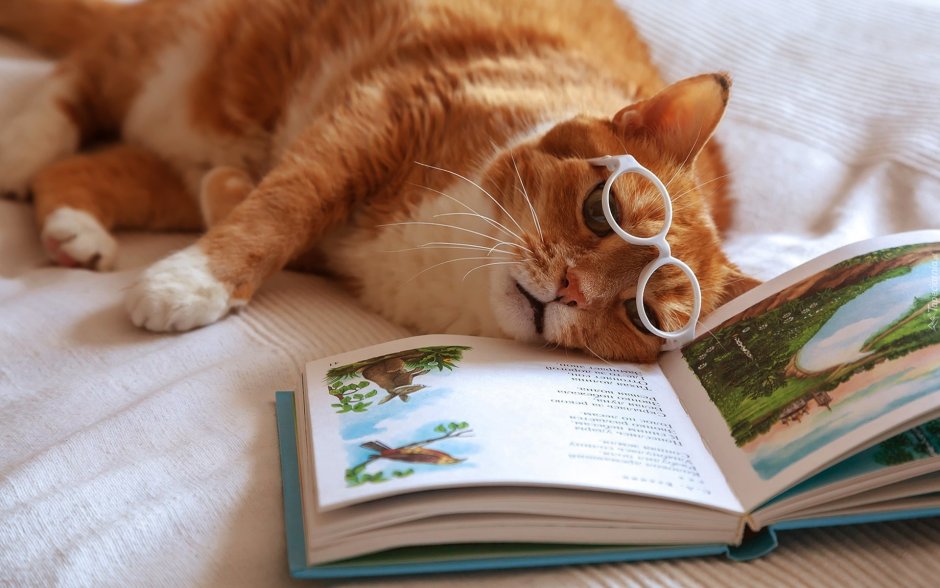 Котёнок с книжкой