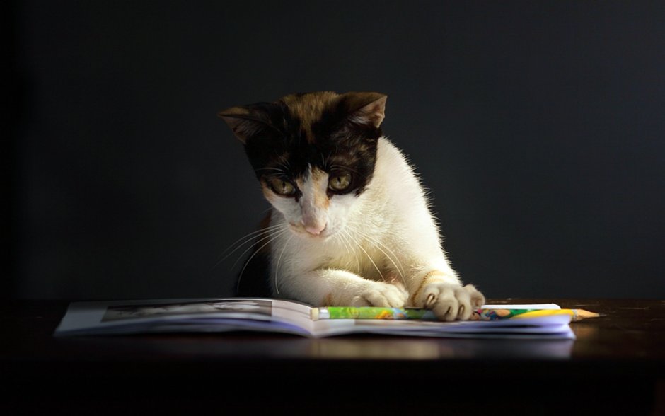 Кошка с книжкой