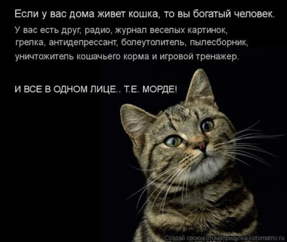 Цитаты про кошек