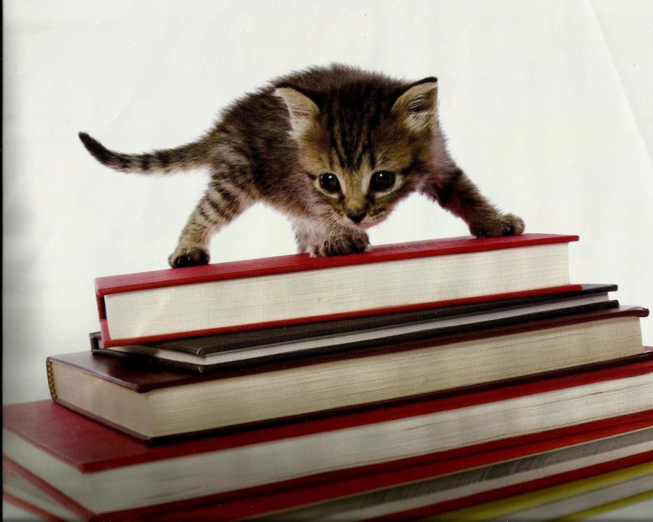 Котенок читает