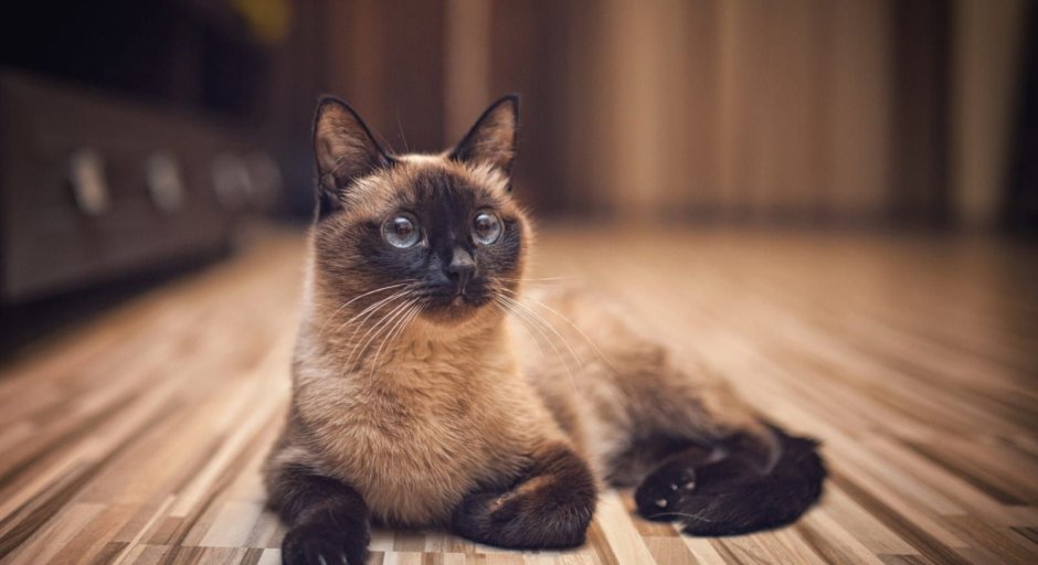 Картинки с котами
