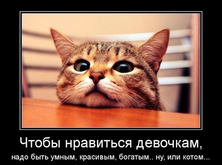 Демотиваторы с котами смешные