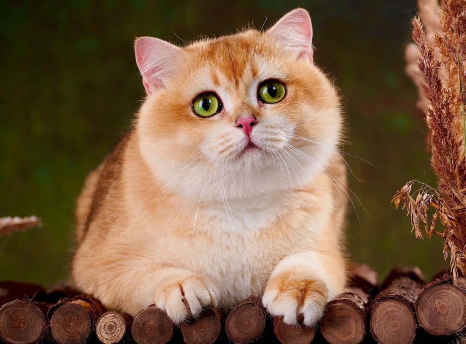 АЛМАНИ кот