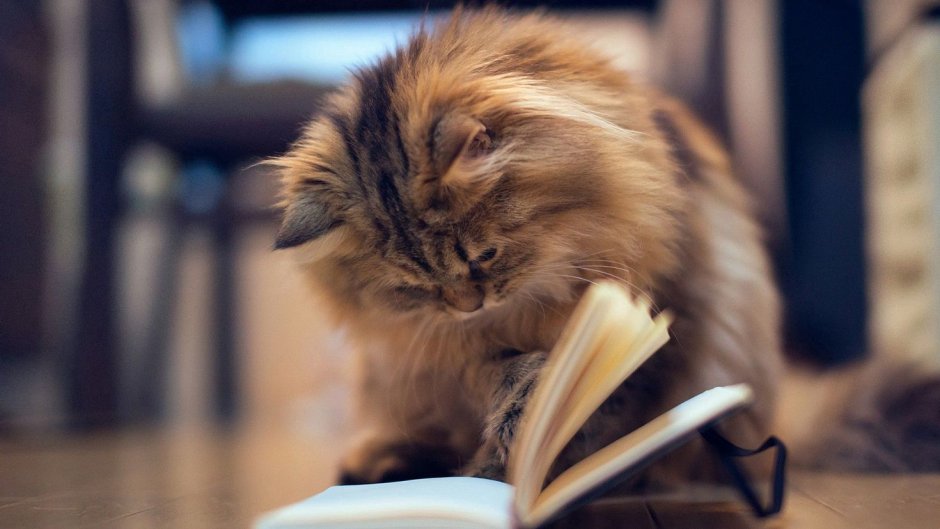 Кошка для детей
