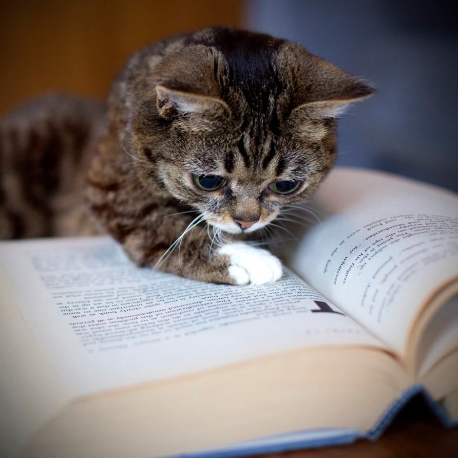 Кот читает книгу