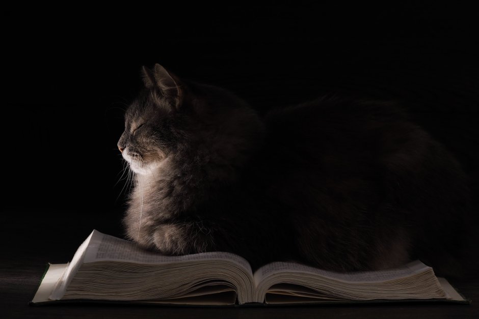 Книги про кошек