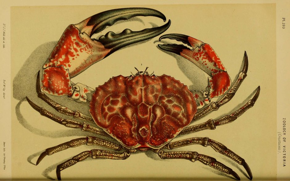 Ракообразное Pseudocarcinus Gigas
