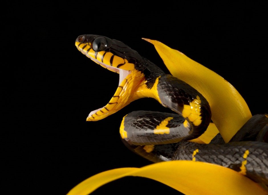 Змея бойга мангровая