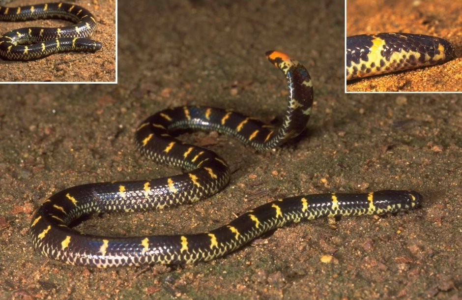 Cylindrophis Rufus