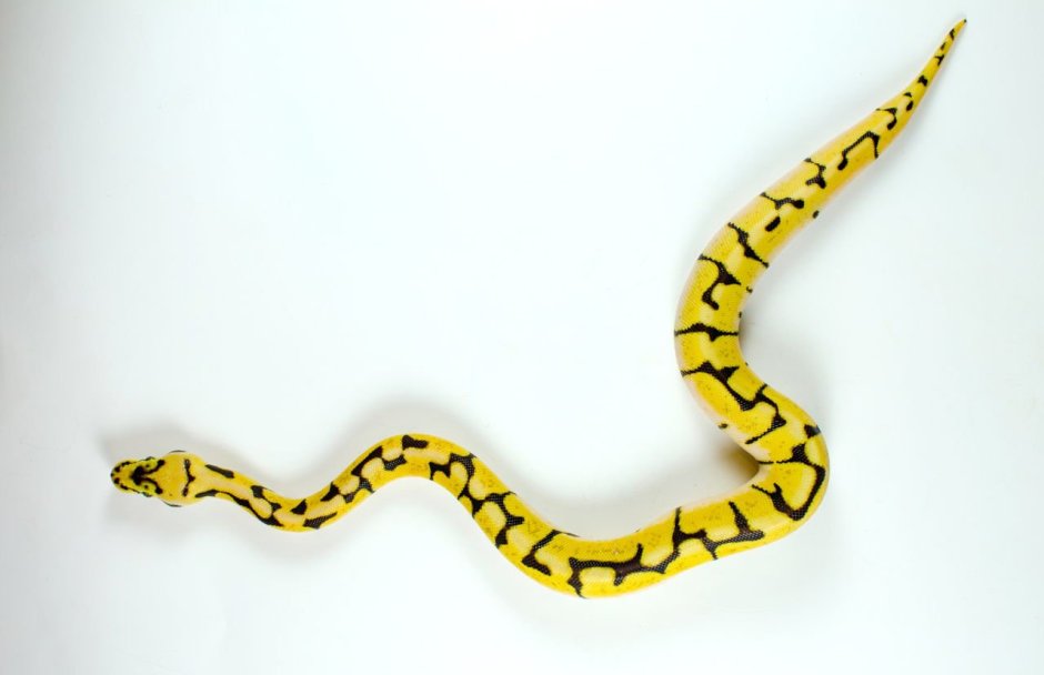 Черно желтый питон