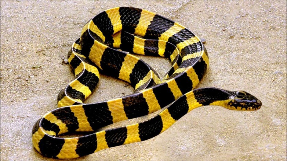 Полосатый Крайт Танзания