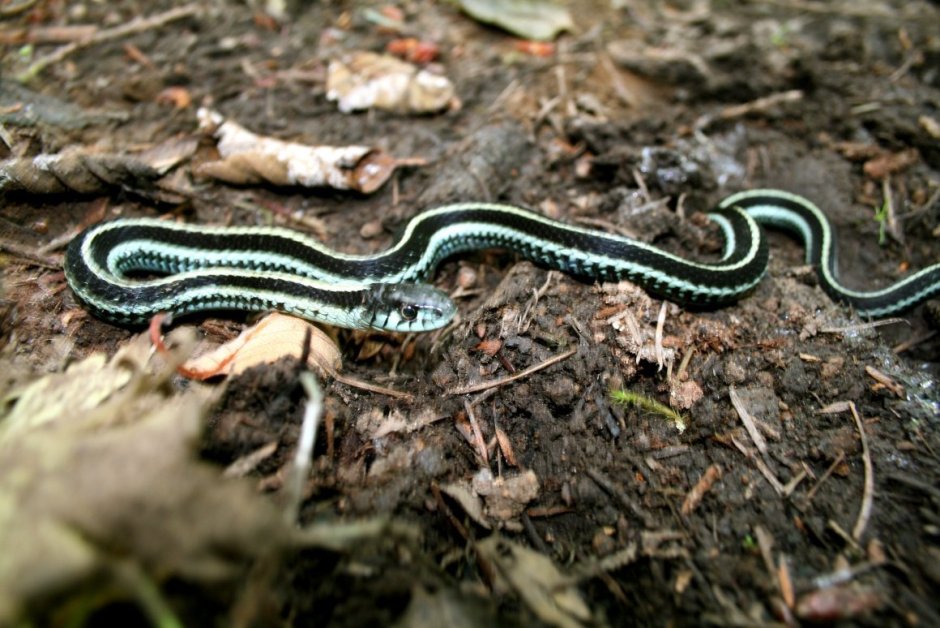 Змея с белой полосой на спине