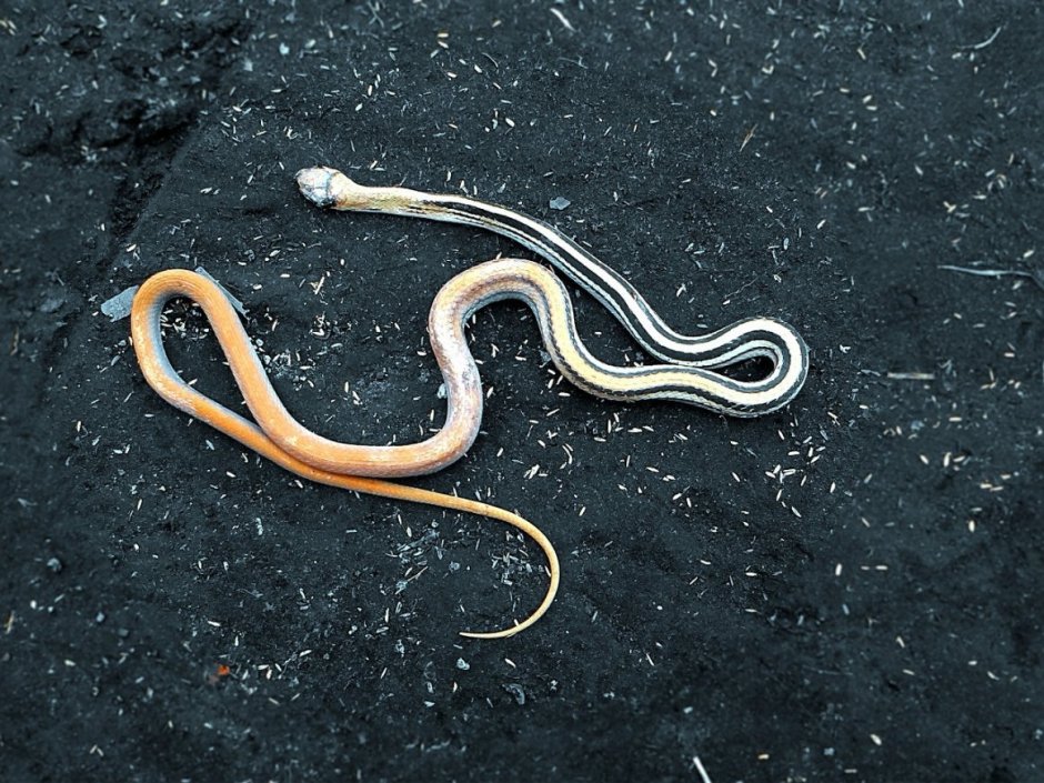 Змея с полоской на спине