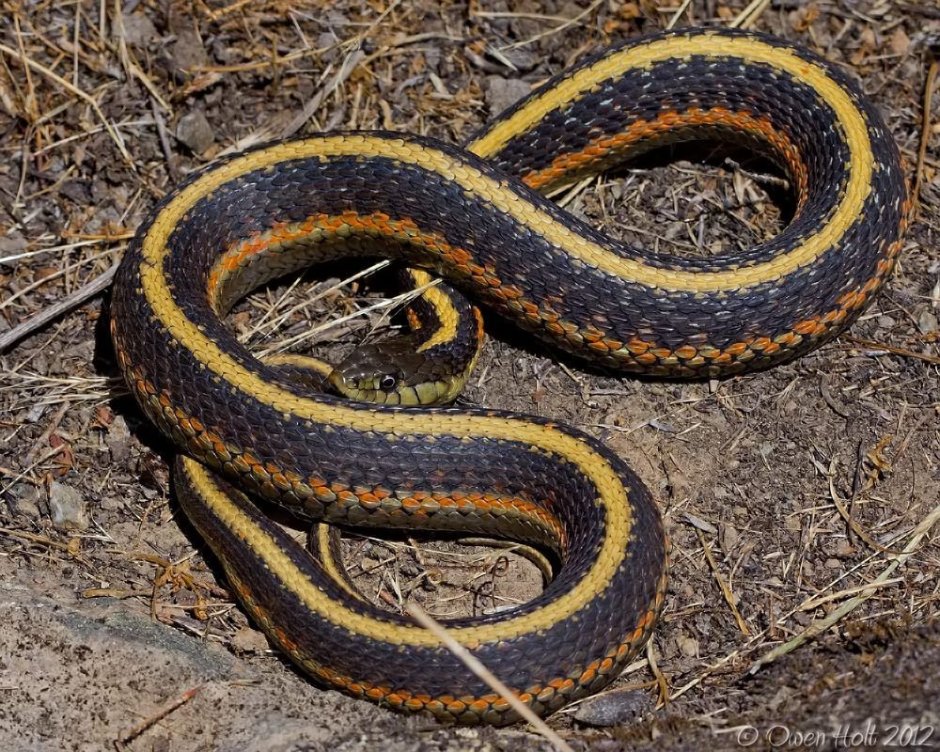 Thamnophis atratus