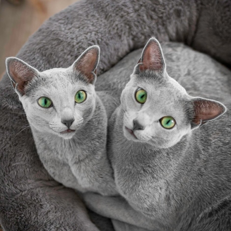 Русская голубая кошка
