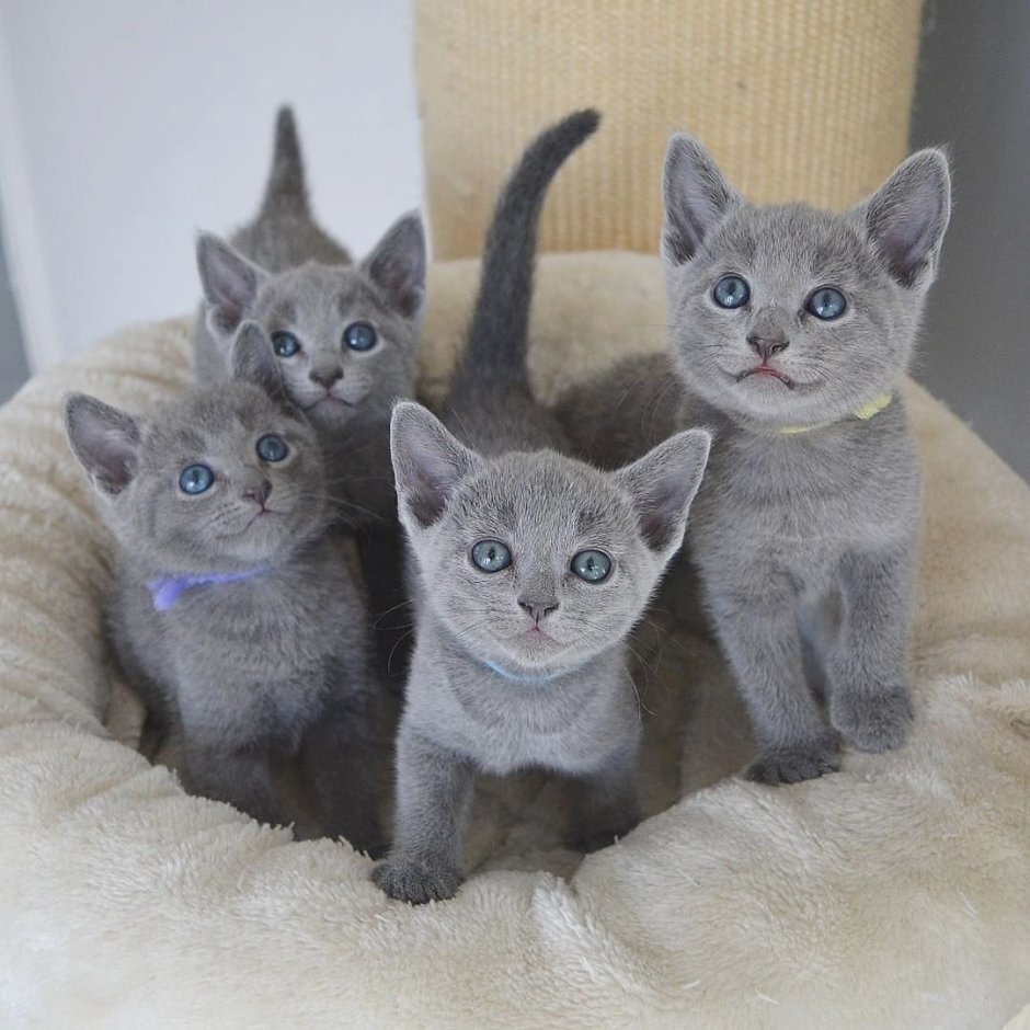 Русская голубая кошка котята