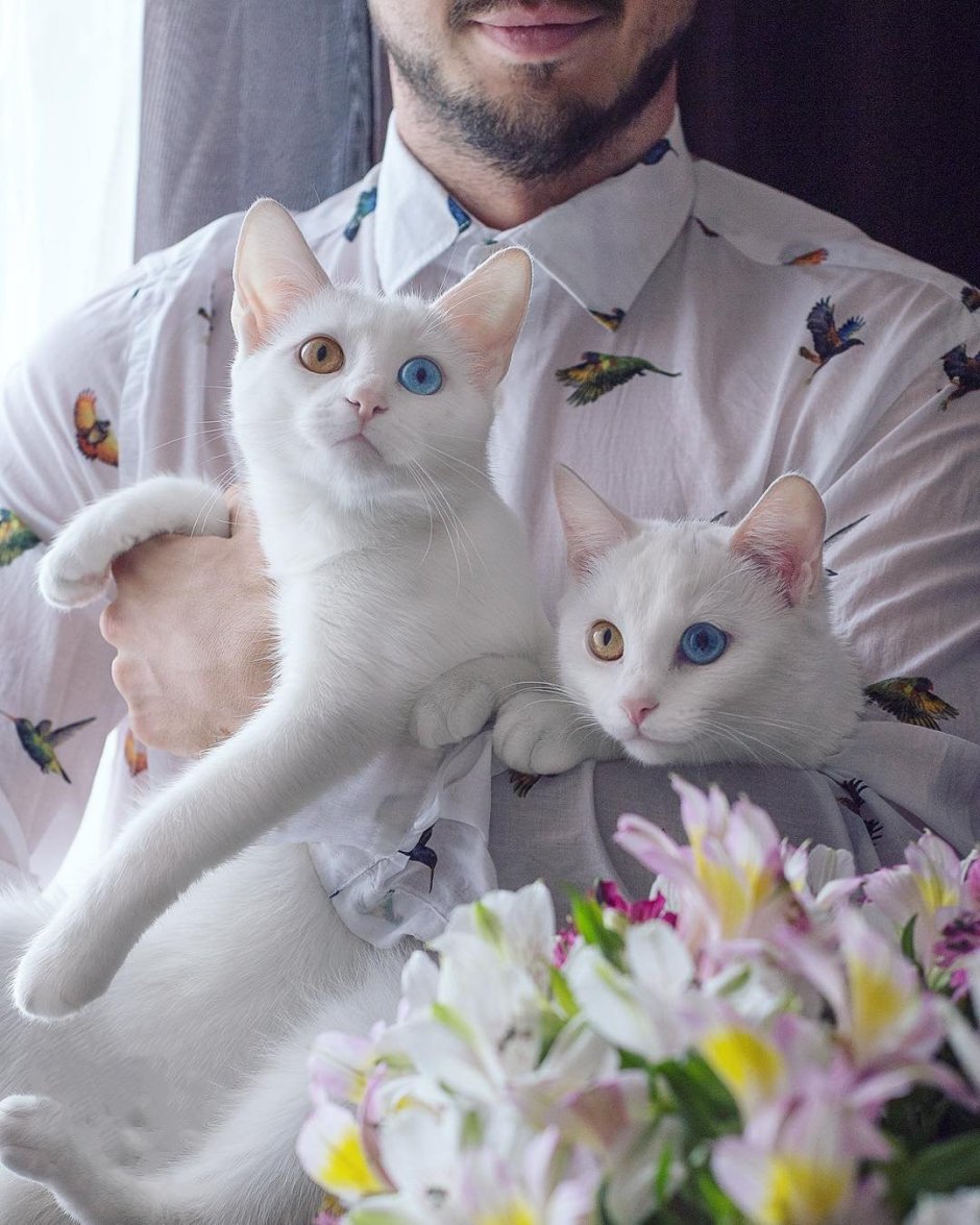 Кошки Близнецы Айрис