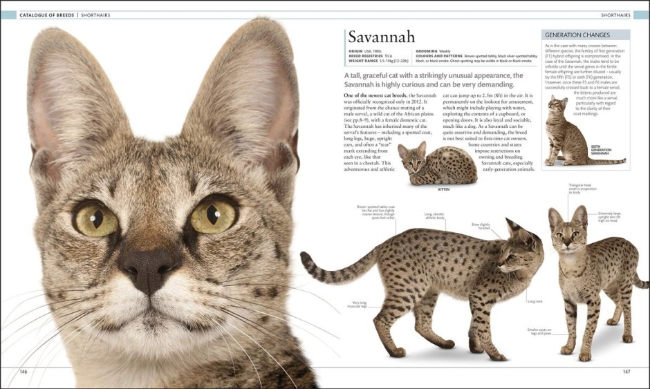 The Cat Encyclopedia