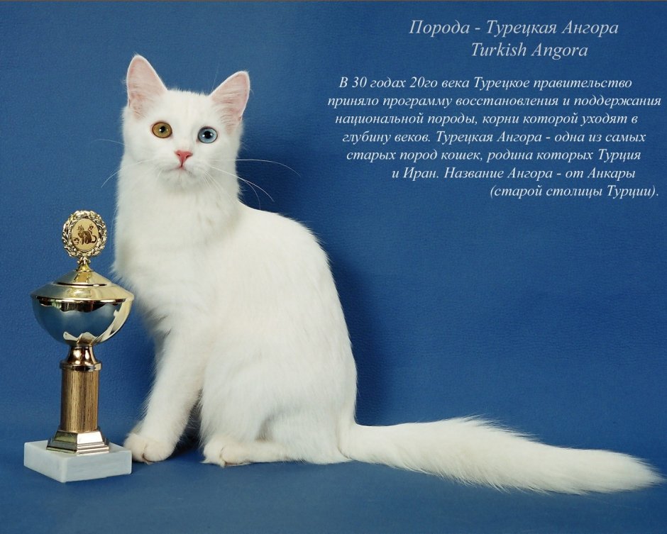 Породы кошек с фотографиями и названиями