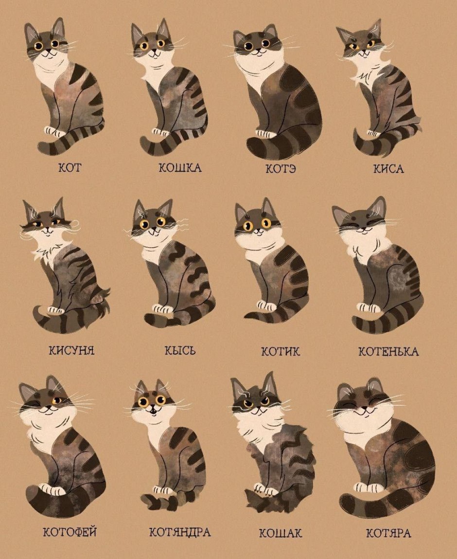 Типы котов