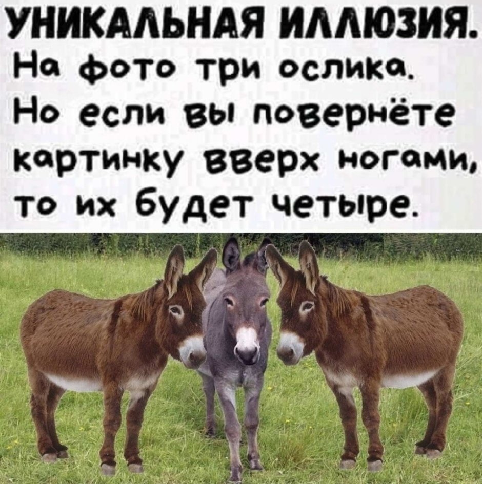 Шутки про осликов