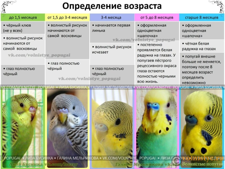 Волнистый попугай пол восковица желтая