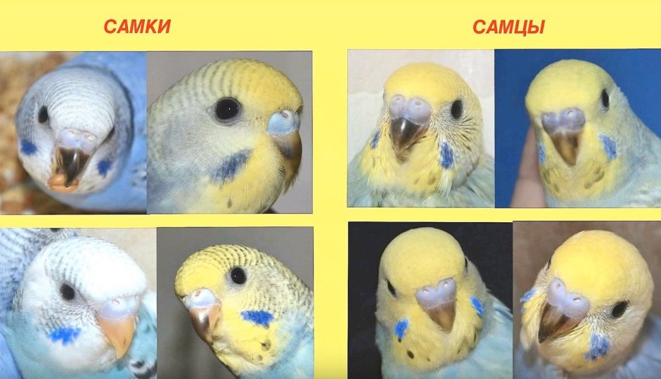Пол волнистого попугая по восковице