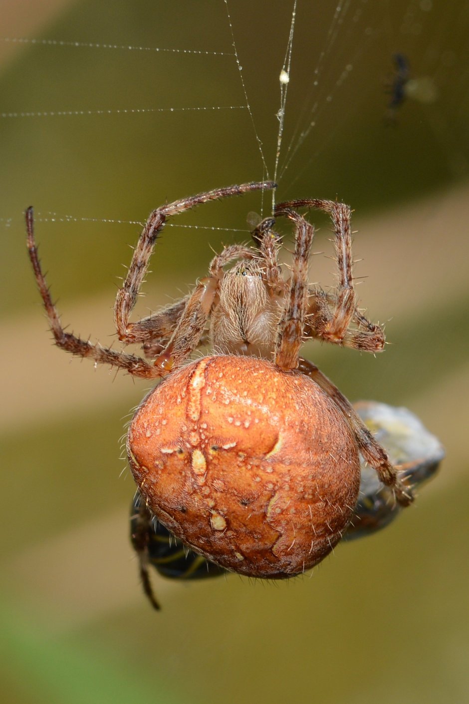 Araneus alsine - крестовик зябкий