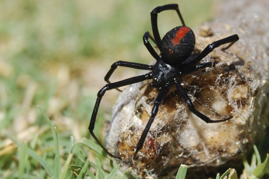Джейба Фофи гигантский паук
