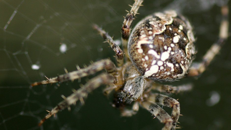 Оранжевый паук крестовик