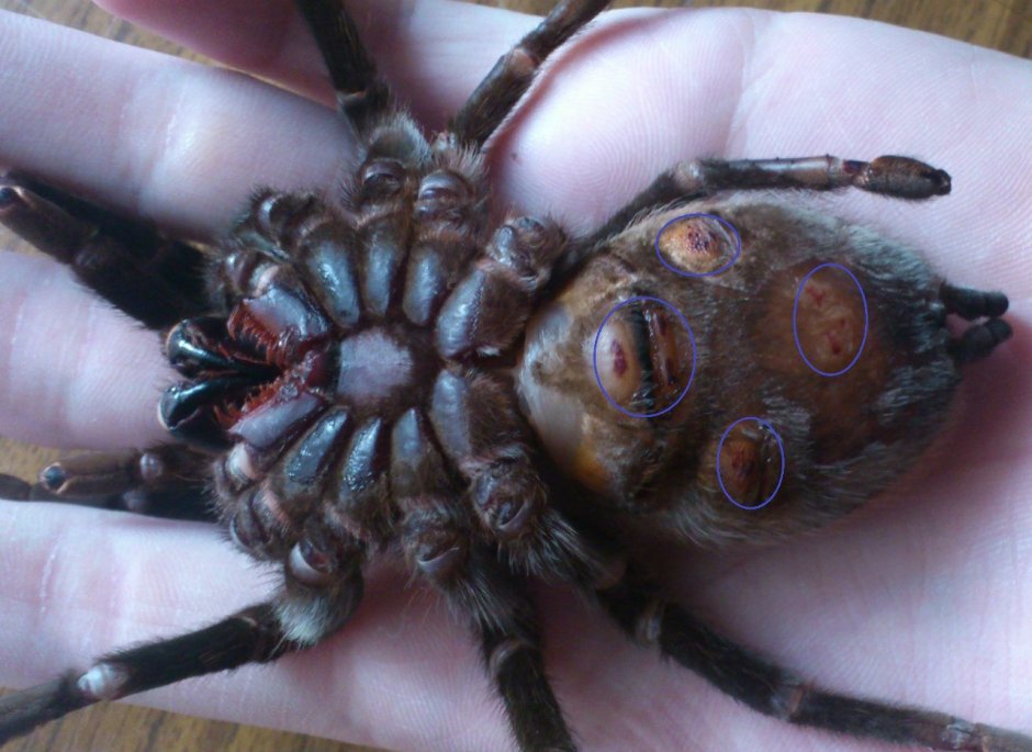 Анатомия паука птицееда
