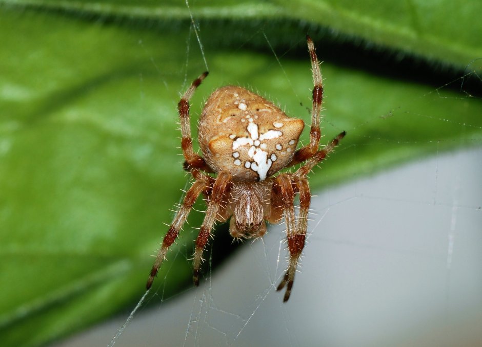 Паук крестовик зябкий
