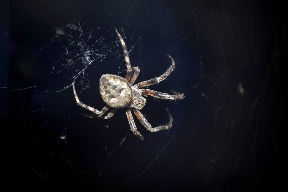 Мизгирь паук в доме