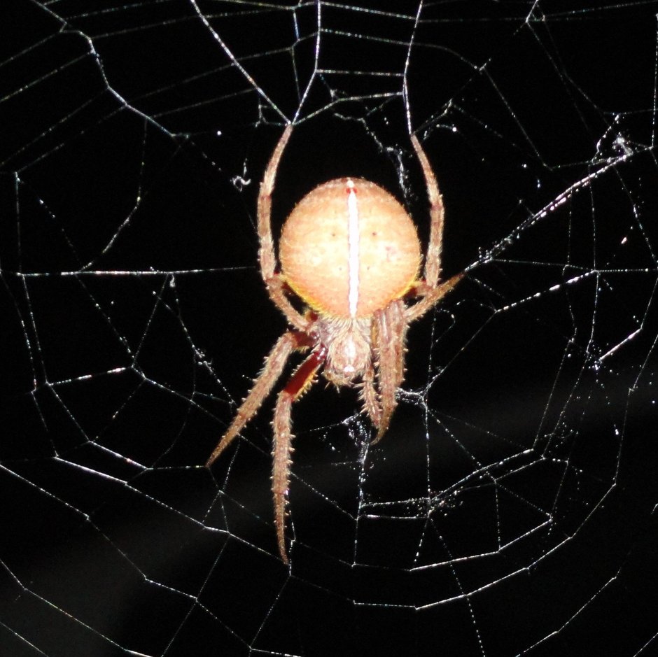 Паук ткенизит