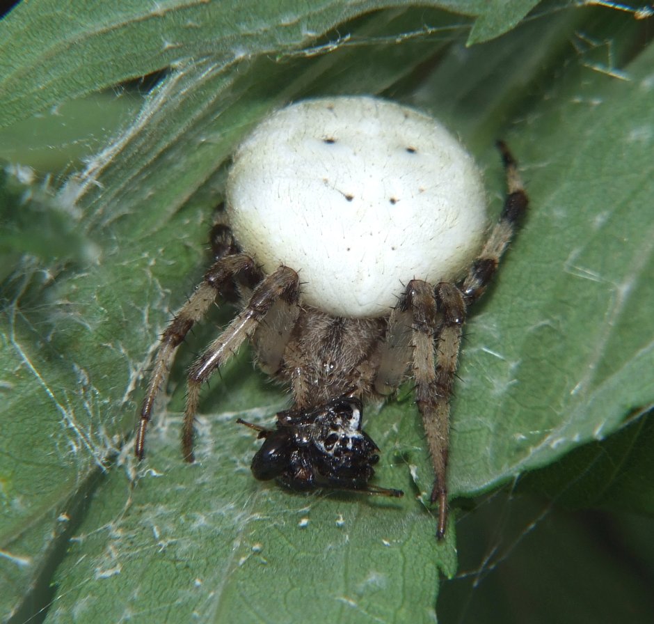 Паук крестовик белый