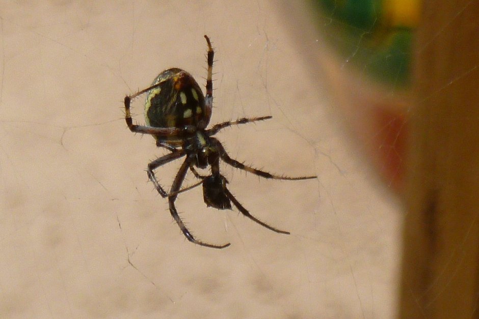 Паук белый с желтыми пятнышками на брюшке