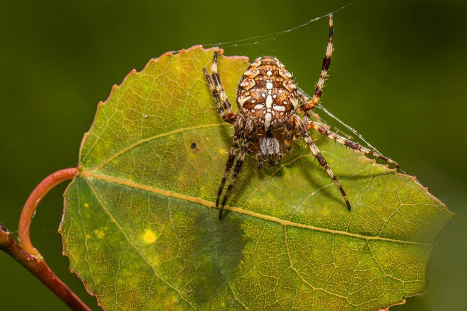 Latrodectus Mirabilis