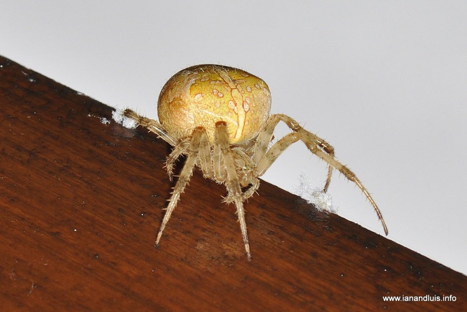 Желтый паук шелкопряд